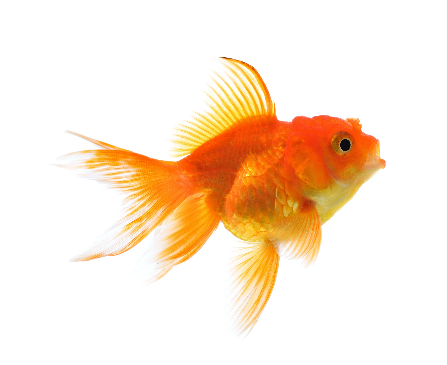 Peces