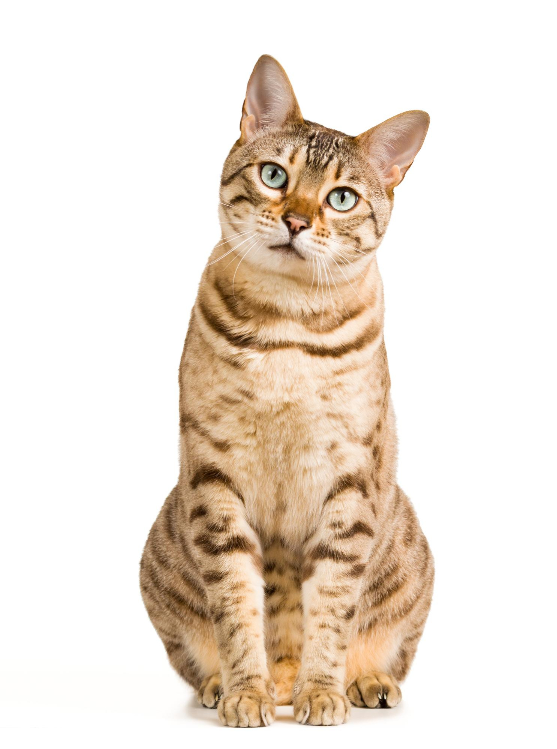 Gatos