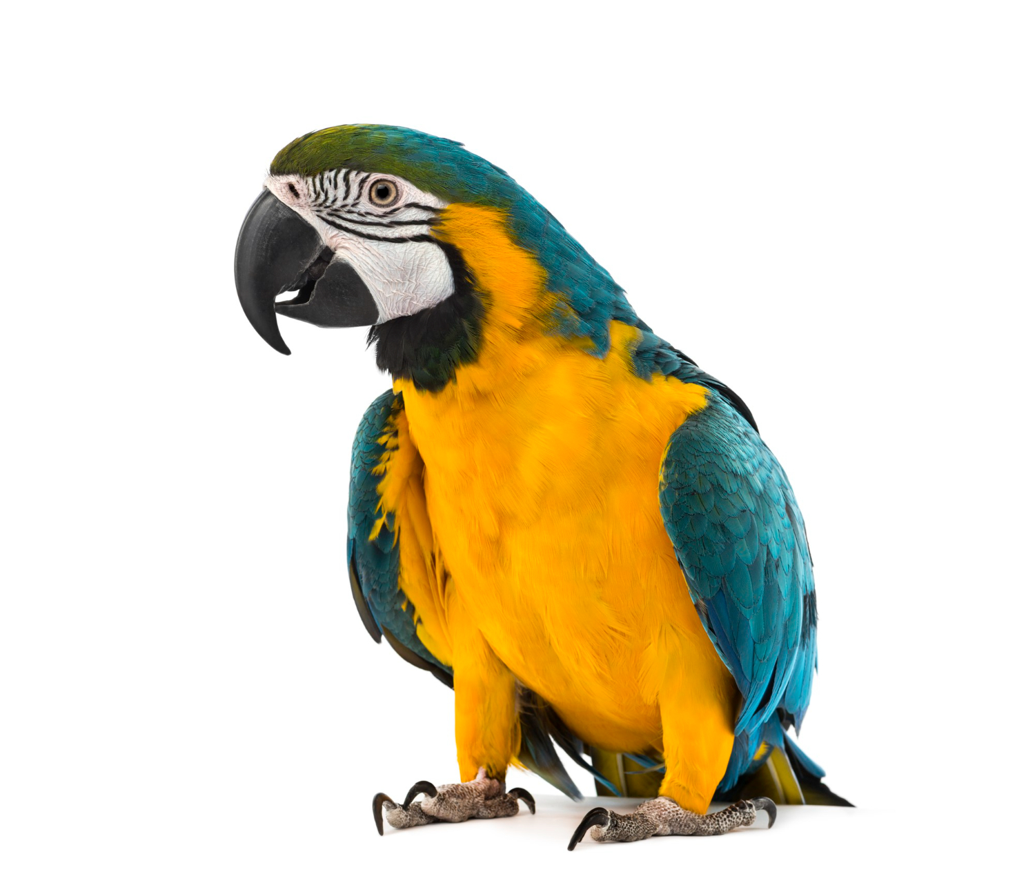 Aves
